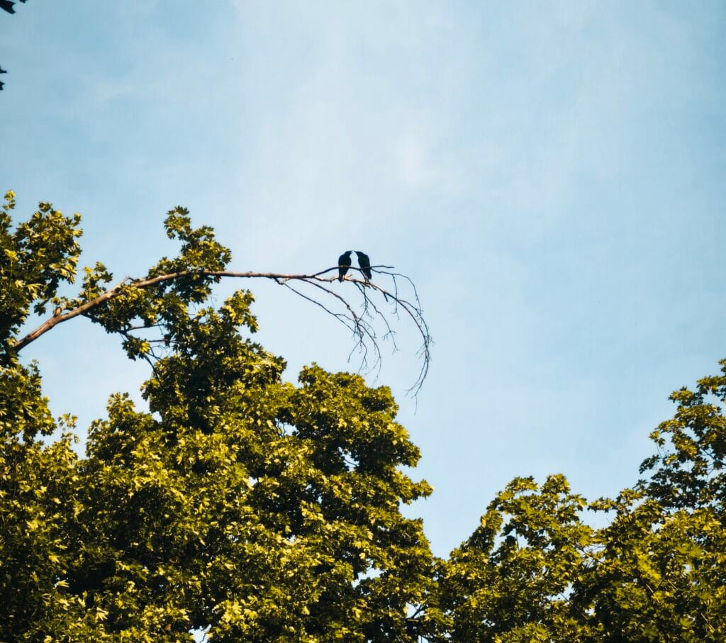 Liebe Leinwand statt Liebe